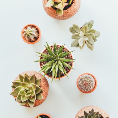 top view of different cactus plants potted in beige plant pots
