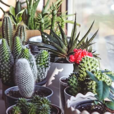 a variety of cactus plants