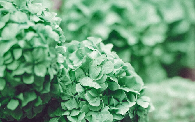 a bush of green Hydrangea